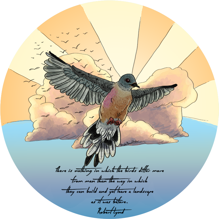 Dead Flappy Birds - European Swallow (800x801), Png Download