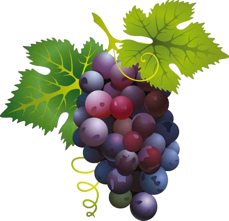 Bunch Of Grapes Clipart (450x434), Png Download