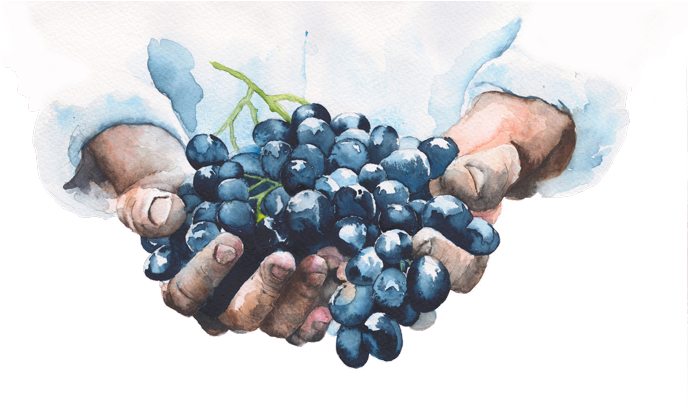 Juvitalis Resveratrol Complex - There Is No Wine If Grapes Are Not Pressed (687x442), Png Download