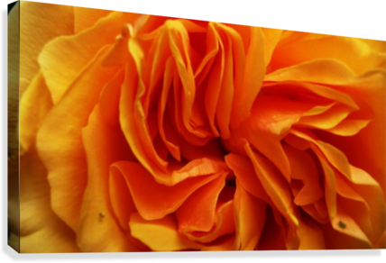 Orange Flower Petals Macro Close Up Golden Yellow Canvas - Flower (428x292), Png Download