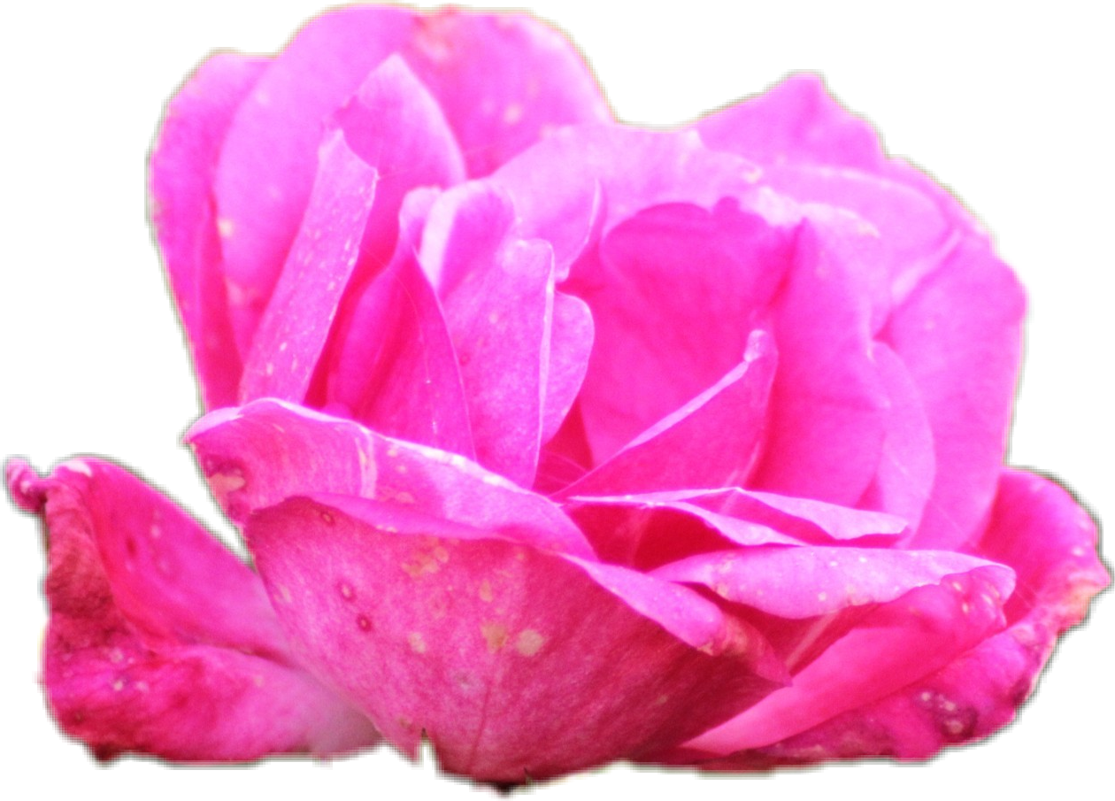 Report Abuse - Picsart Photo Studio (1260x905), Png Download