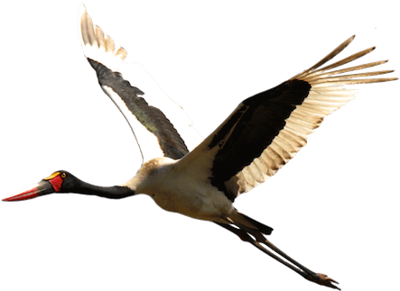 Download - Stork Png (450x330), Png Download