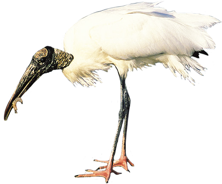 Bird Clip Art Picture Freeuse Download - Ibis (472x395), Png Download