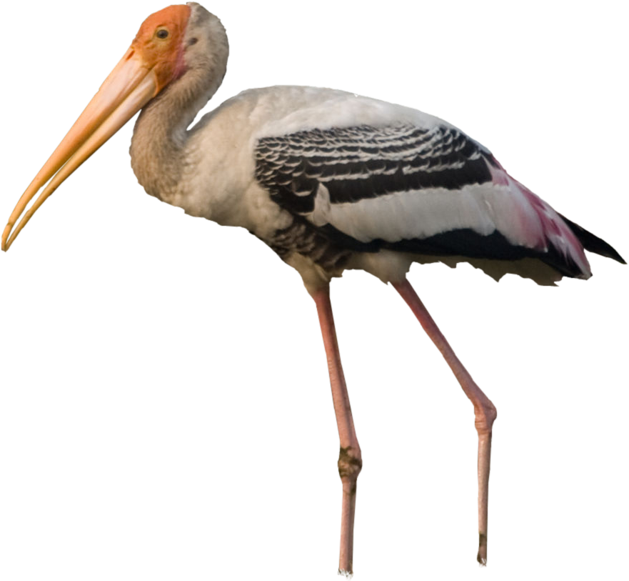 Storks - Water Bird (880x880), Png Download