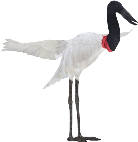 Jabiru - Zt2 Download Library Stork (515x515), Png Download