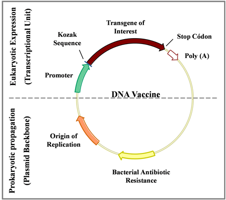 Graphs Depict Average Of Paw Withdrawals For Eight - Graph Of A Function (850x349), Png Download
