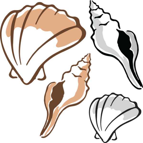 Clam Clipart - Clipart Shells (600x599), Png Download