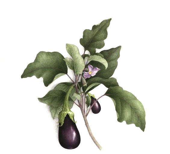 Picture Royalty Free Library Botany Watercolor Painting - Art Print: Vegetable Assortment Art Print By Vincent (564x585), Png Download