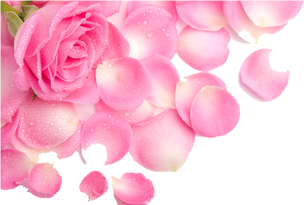 Flower Background Images Free Download (591x591), Png Download
