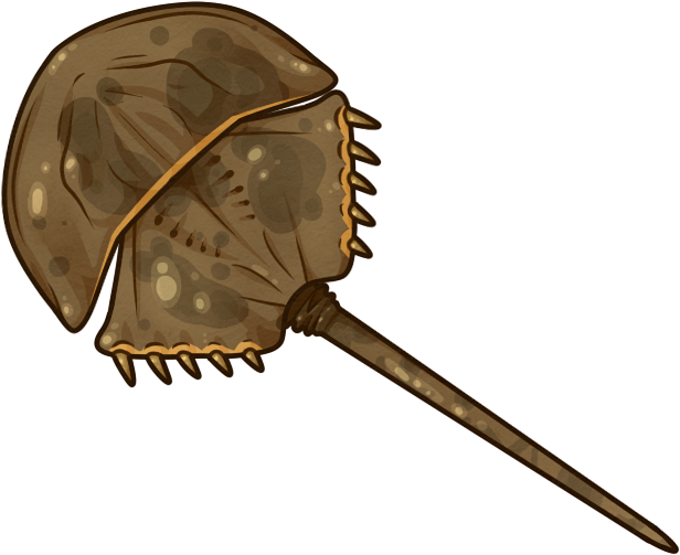 Horseshoe Crab By Partybug98 On Deviantart - Horseshoe Crab (622x508), Png Download