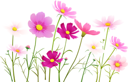 Tubes Fleurs - Flower (500x322), Png Download