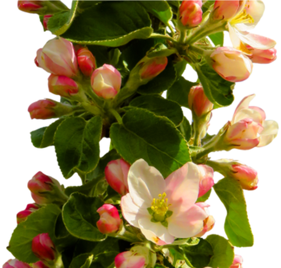 Free Spring Flower Png Transparent Image Peoplepngcom - Png Format Flower Png Hd (1368x855), Png Download