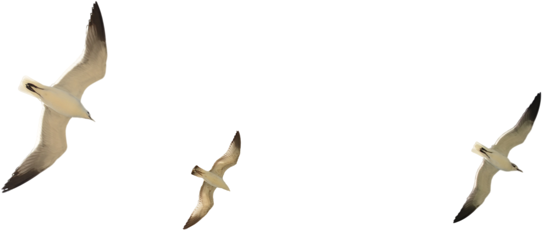 Seagull Flying Png - Group Seagull Transparent Background (1600x1060), Png Download