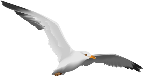 Gull Png (560x396), Png Download
