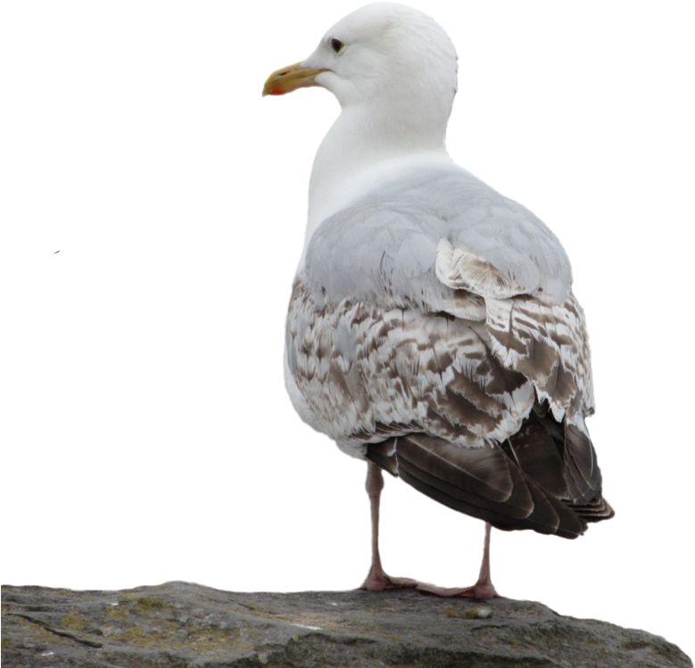 Publicat De Eu Ciresica La - Western Gull (785x768), Png Download