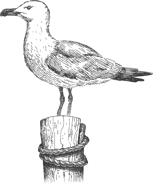 Clipart Transparent Library Seagull On Post Dark Harbor - Seagull On Post Drawing (491x589), Png Download