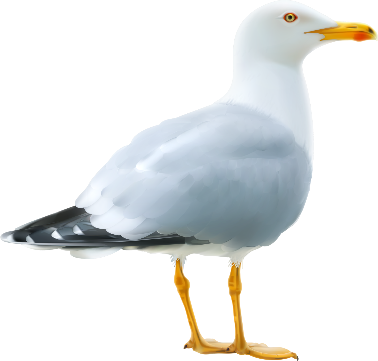Gull Vector Icon [преобразованный] - Vector Graphics (1600x1525), Png Download