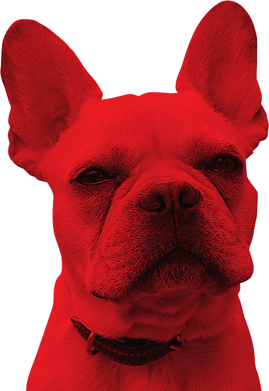 Our Services - Companion Dog (544x789), Png Download