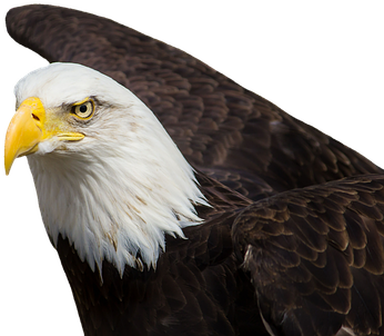 Adler, Bald Eagles, Bird Of Prey, Raptor - Aguila Real Volando (510x340), Png Download