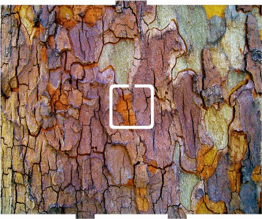 Tree Bark - 1 On/off - Campings-reise-postkarte Postkarte (1000x450), Png Download