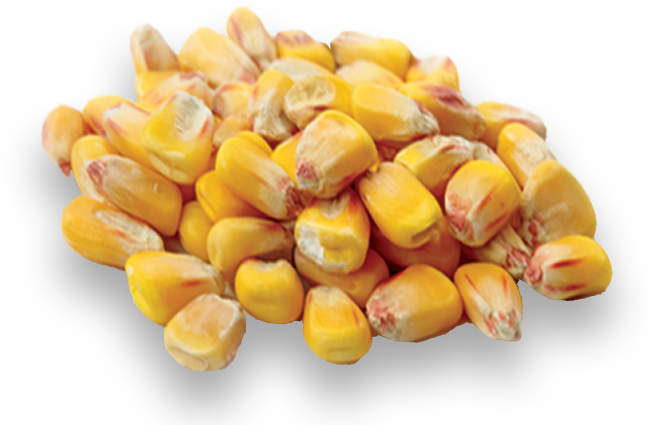 Excellent Seed Detection - Seed Png (800x461), Png Download