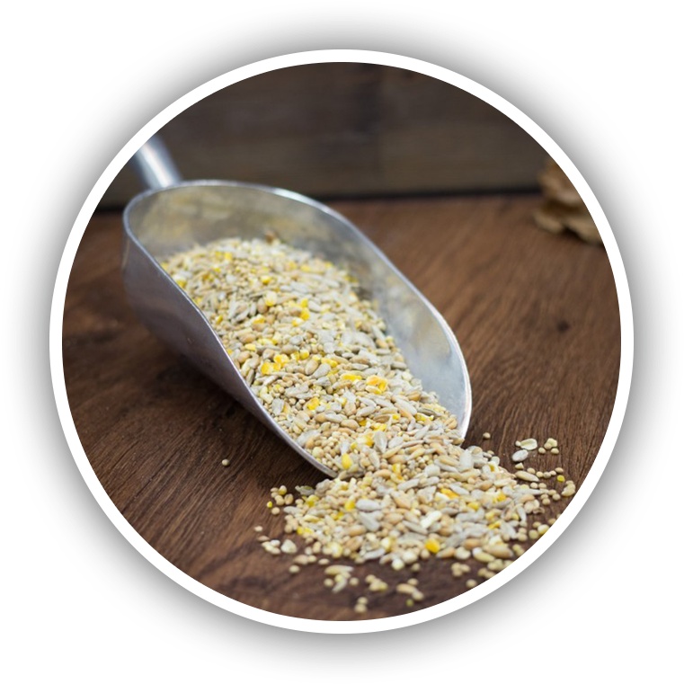 We Offer A Wide Range Of Premium Quality, Fresh, Nutritionally-balanced - Sesame (800x800), Png Download