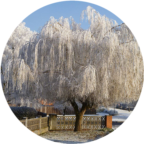 Site Under Construction - Willow (500x500), Png Download