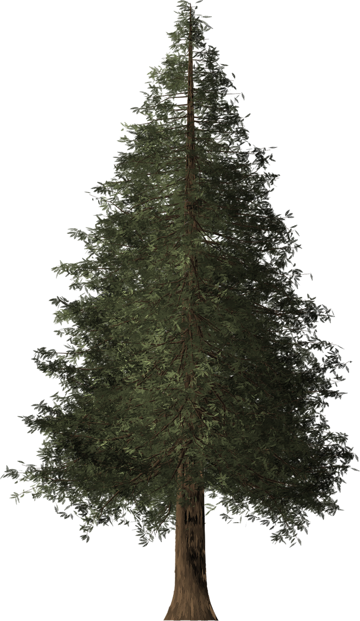 Redwood - Tree (500x862), Png Download