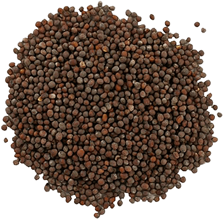 Organic Mustard Seed - Frontier Natural Products - Mustard Seed Brown Whole (500x500), Png Download