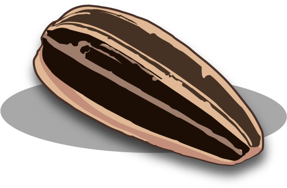 Sunflower Seeds Png - Sunflower Seed Clip Art (648x479), Png Download