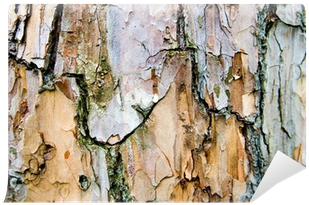 Tree (400x400), Png Download