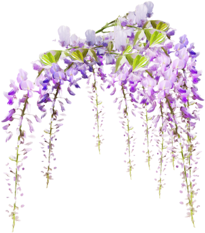 Le Mimosa - Violin Spring Melody Round Ornament (496x500), Png Download