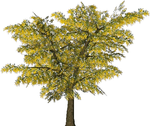 3d Trees - Mimosa - Куст Акации Пнг (750x527), Png Download