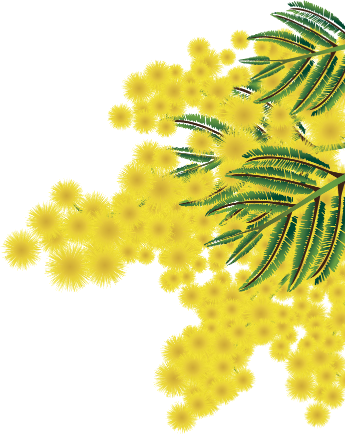 Albero Mimosa Png - Coltsfoot (2500x868), Png Download