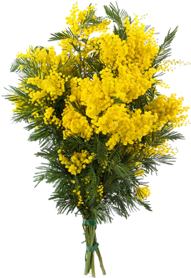 Mimosa - Mimosa Flower Png (450x450), Png Download