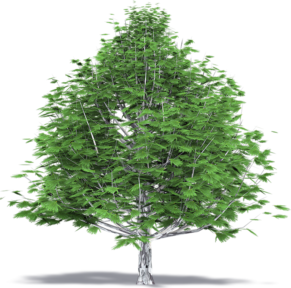 Beechwood Tree Top View (1000x1000), Png Download