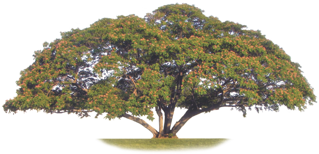 Mimosa Mining Company Ltd Brand Resides In The Minds - Mexican Pinyon (681x349), Png Download