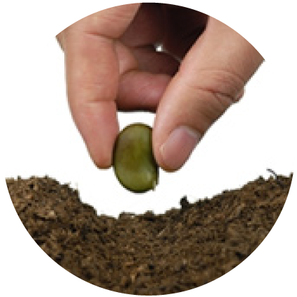 Seed In Soil (425x425), Png Download