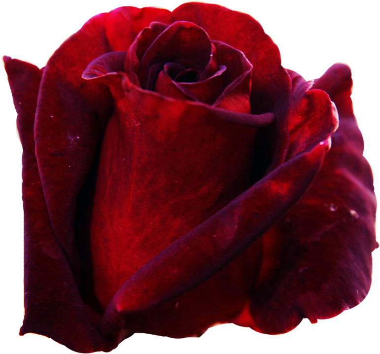 Dark Red Rose - Dark Red Rose Png (800x800), Png Download