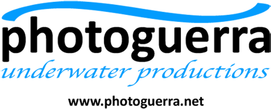 Photoguerra - Underwater Productions - Paradise (600x274), Png Download