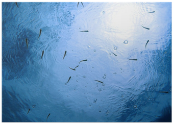 Small Fish Under Water Surface With Air Bubbles Poster - Underwater (400x400), Png Download