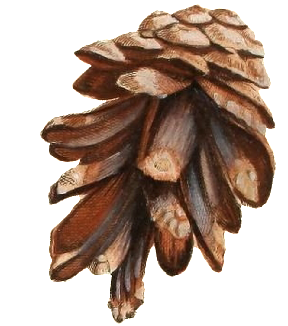 Hand-painted Realistic Pine Cone Transparent Plant - Vintage Weihnachtsgrußkarte Mit Vögeln U. Blumen Karte (1024x1243), Png Download