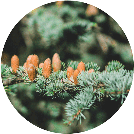 Original Size Is 466 × 457 Pixels - Pine (466x457), Png Download