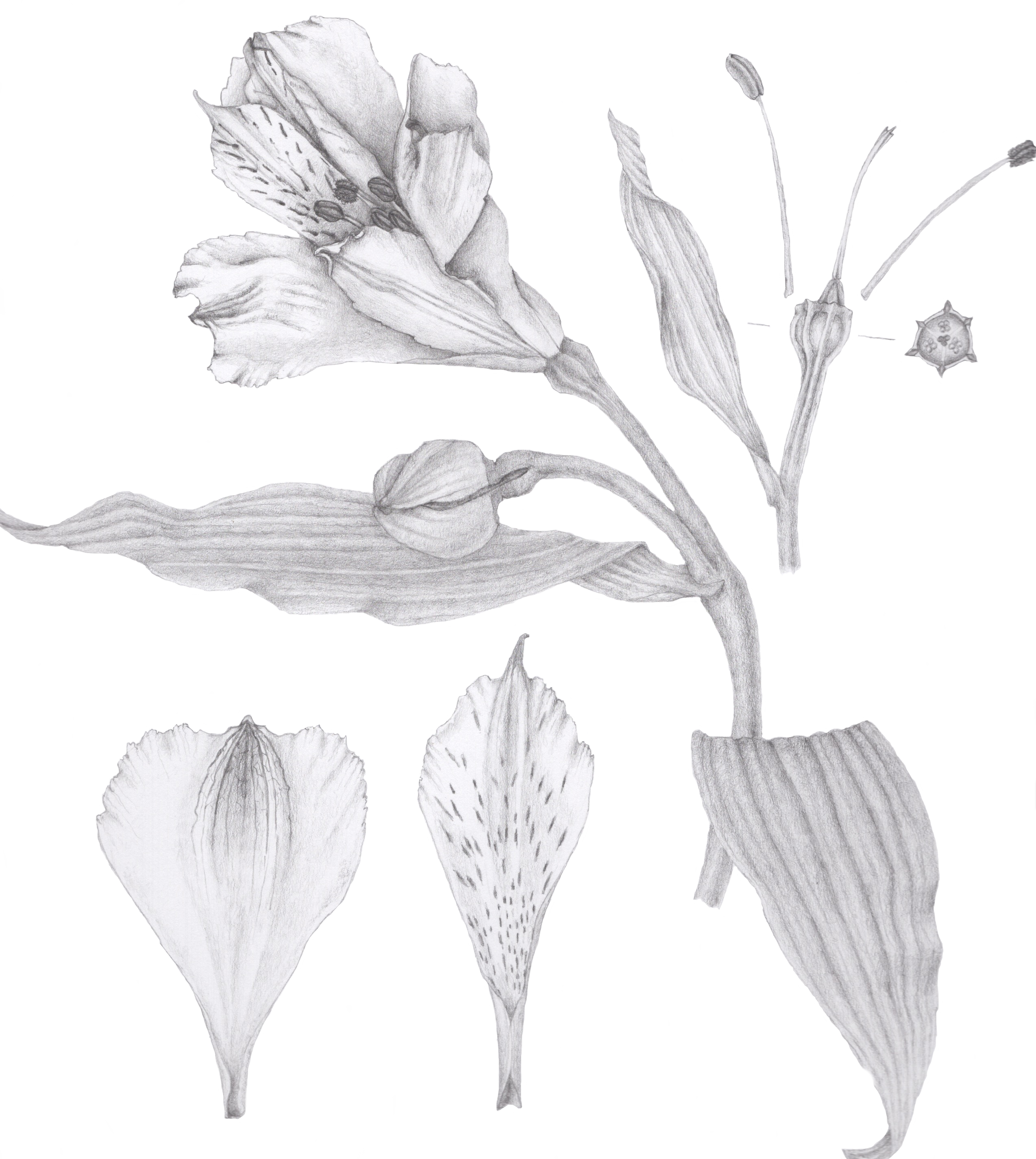 The Third Botanical Illustration, Of A Pine Cone, Appears - Still Life Photography (2548x2850), Png Download