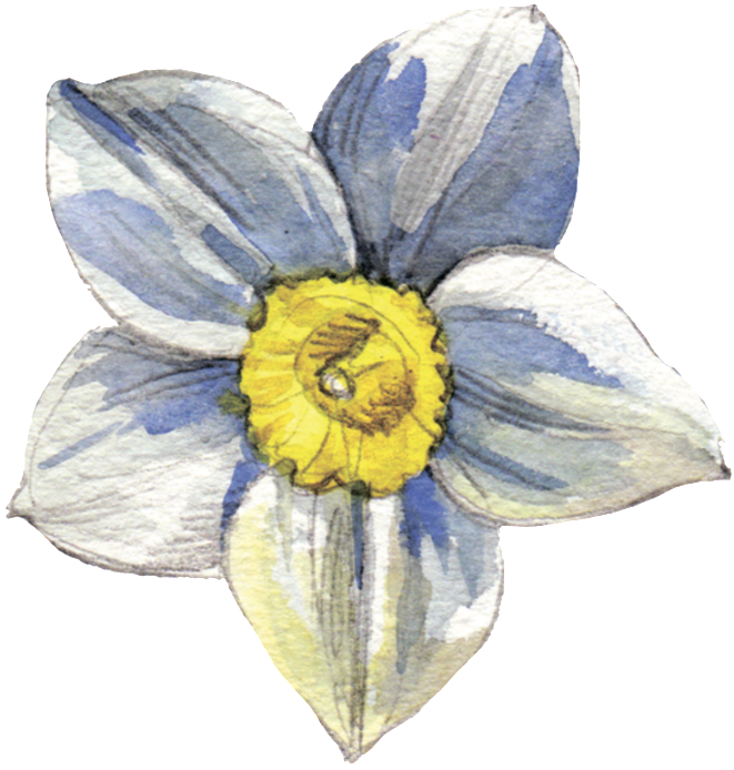 White Flower Transparent Decorative - Watercolor Painting (1024x1029), Png Download