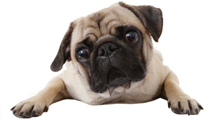 Perro, Png, And Pug Image - Pug Magnet (500x325), Png Download