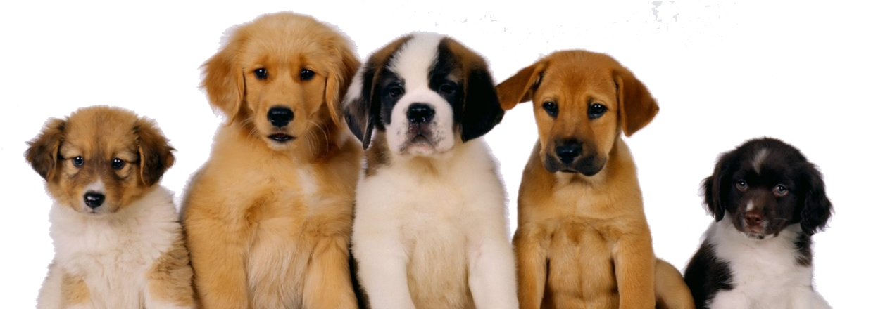 Un Perro, La Mascota Ideal - Health Dogs 4 Life Quiet And Calm My Pet (all Natural (1260x439), Png Download