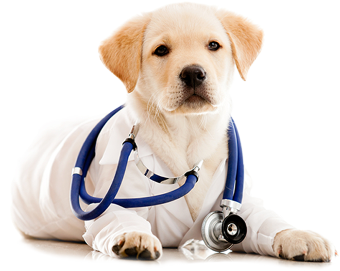 Castrar O Esterilizar A Tu Perro - Dia Del Medico Veterinario (700x558), Png Download