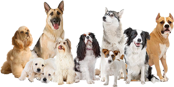 Gracias - Cocker Spaniel Birthday Card (603x297), Png Download