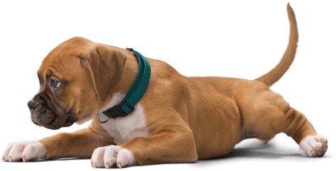 Png Perro (600x336), Png Download